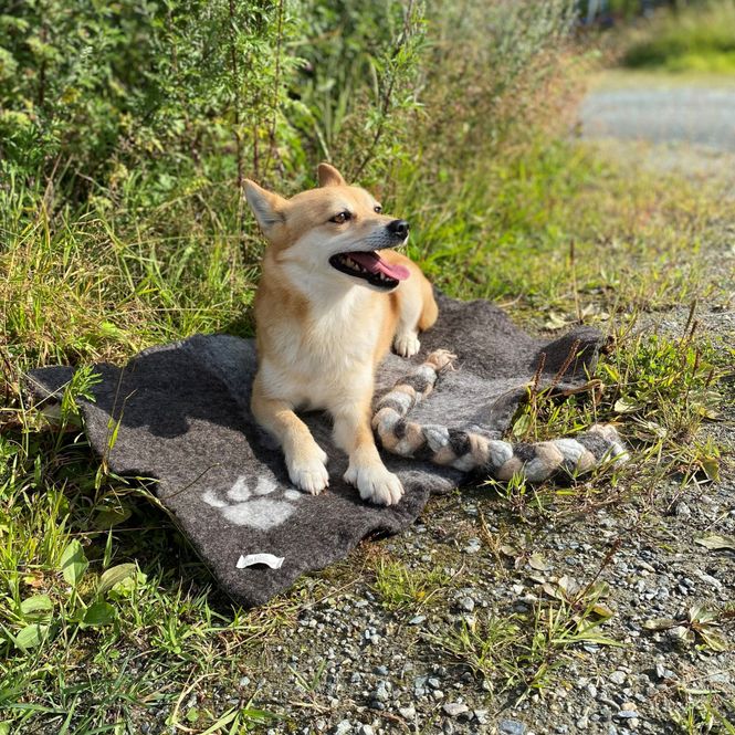 Hovedbilde Hundeteppe lite