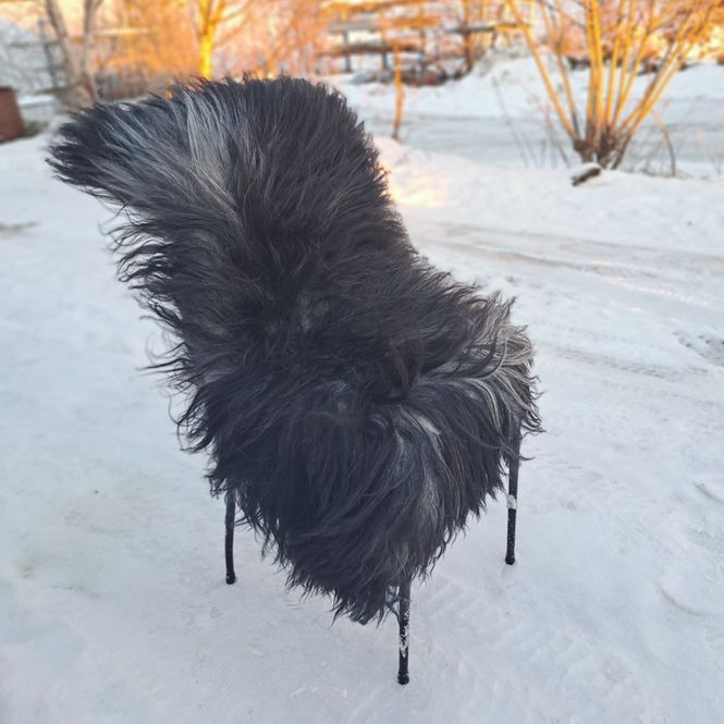 Hovedbilde Lammeskinn av Gammelnorsk spælsau grå